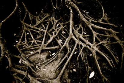 Branches.jpg