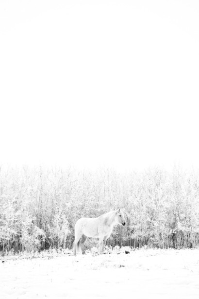 Winter-Horse.jpg